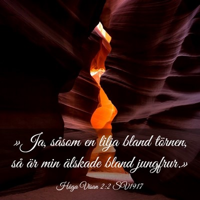 Picture 03 - Höga Visan 2:2 SV1917 - »Ja, såsom en lilja bland törnen, så är min - Bible Verse Picture
