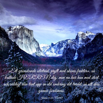 Picture 03 - Jeremia 11:16 SV1917 - »Ett grönskande olivträd, prytt med sköna - Bible Verse Picture