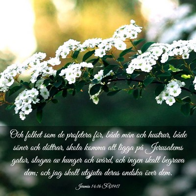 Picture 03 - Jeremia 14:16 SV1917 - Och folket som de profetera för, både män och - Bible Verse Picture