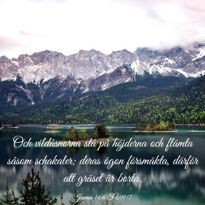 Picture 03 - Jeremia 14:6 SV1917 - Och vildåsnorna stå på höjderna och flämta - Bible Verse Picture