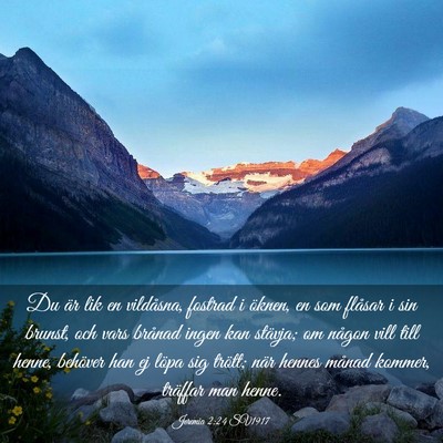 Picture 03 - Jeremia 2:24 SV1917 - Du är lik en vildåsna, fostrad i öknen, en som - Bible Verse Picture
