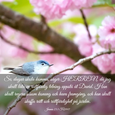 Picture 03 - Jeremia 23:5 SV1917 - Se, dagar skola komma, säger HERREN, då jag - Bible Verse Picture
