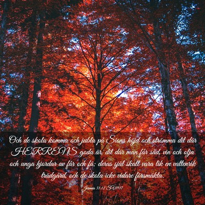 Picture 03 - Jeremia 31:12 SV1917 - Och de skola komma och jubla på Sions höjd och - Bible Verse Picture