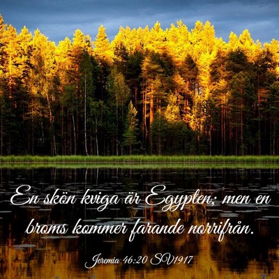 Picture 03 - Jeremia 46:20 SV1917 - En skön kviga är Egypten; men en broms kommer - Bible Verse Picture