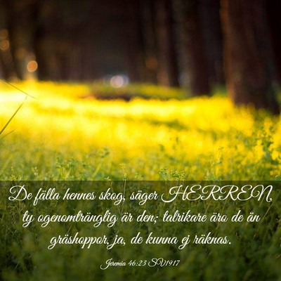 Picture 03 - Jeremia 46:23 SV1917 - De fälla hennes skog, säger HERREN, ty - Bible Verse Picture
