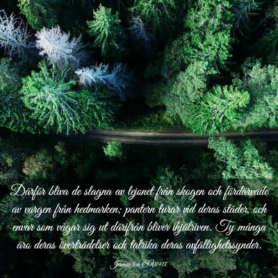Picture 03 - Jeremia 5:6 SV1917 - Därför bliva de slagna av lejonet från skogen - Bible Verse Picture