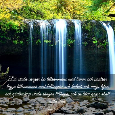 Picture 03 - Jesaja 11:6 SV1917 - Då skola vargar bo tillsammans med lamm och - Bible Verse Picture