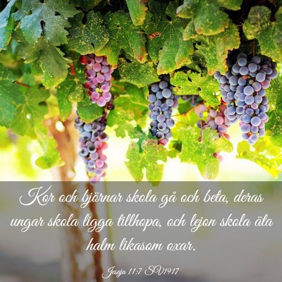 Picture 03 - Jesaja 11:7 SV1917 - Kor och björnar skola gå och beta, deras ungar - Bible Verse Picture