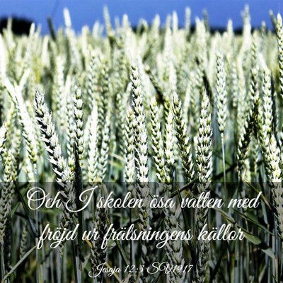 Picture 03 - Jesaja 12:3 SV1917 - Och I skolen ösa vatten med fröjd ur - Bible Verse Picture