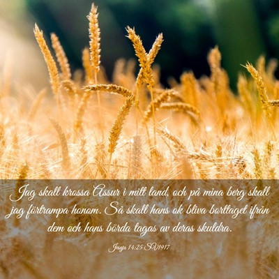 Picture 03 - Jesaja 14:25 SV1917 - Jag skall krossa Assur i mitt land, och på mina - Bible Verse Picture