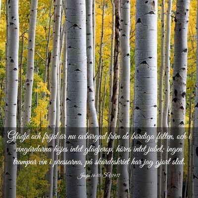 Picture 03 - Jesaja 16:10 SV1917 - Glädje och fröjd är nu avbärgad från de - Bible Verse Picture
