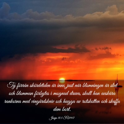 Picture 03 - Jesaja 18:5 SV1917 - Ty förrän skördetiden är inne, just när - Bible Verse Picture