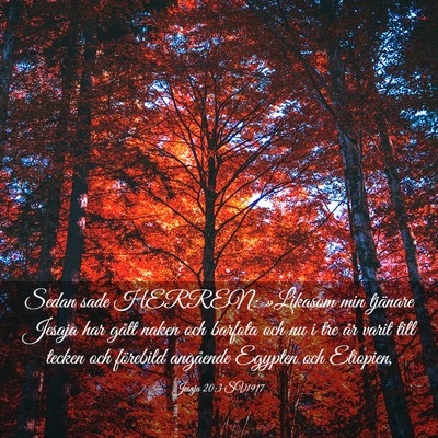 Picture 03 - Jesaja 20:3 SV1917 - Sedan sade HERREN: »Likasom min tjänare Jesaja - Bible Verse Picture