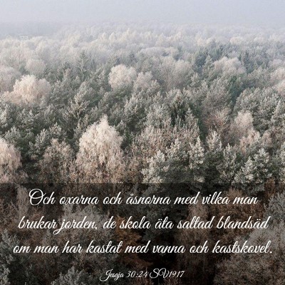 Picture 03 - Jesaja 30:24 SV1917 - Och oxarna och åsnorna med vilka man brukar - Bible Verse Picture