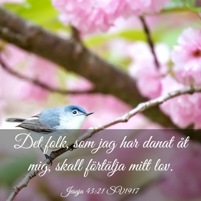 Picture 03 - Jesaja 43:21 SV1917 - Det folk, som jag har danat åt mig, skall - Bible Verse Picture