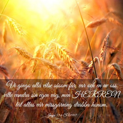 Picture 03 - Jesaja 53:6 SV1917 - Vi gingo alla vilse såsom får, var och en av - Bible Verse Picture