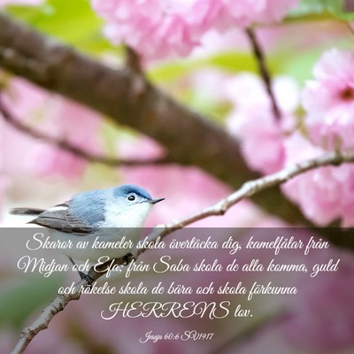 Picture 03 - Jesaja 60:6 SV1917 - Skaror av kameler skola övertäcka dig, - Bible Verse Picture