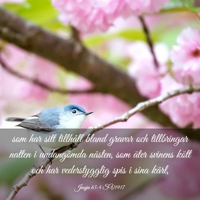 Picture 03 - Jesaja 65:4 SV1917 - som har sitt tillhåll bland gravar och - Bible Verse Picture
