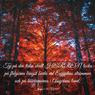 Picture 03 - Jesaja 7:18 SV1917 - Ty på den tiden skall HERREN locka på flugorna - Bible Verse Picture