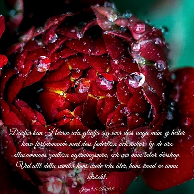 Picture 03 - Jesaja 9:17 SV1917 - Därför kan Herren icke glädja sig över dess - Bible Verse Picture