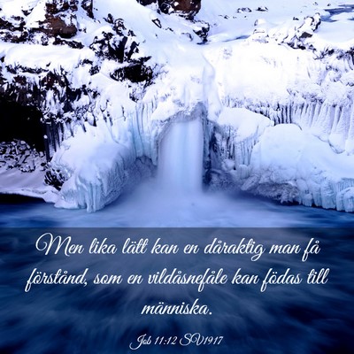 Picture 03 - Job 11:12 SV1917 - Men lika lätt kan en dåraktig man få - Bible Verse Picture