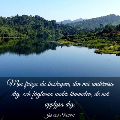 Picture 03 - Job 12:7 SV1917 - Men fråga du boskapen, den må undervisa dig, - Bible Verse Picture