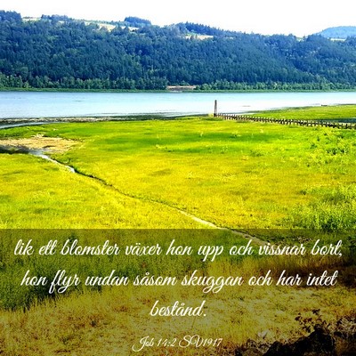 Picture 03 - Job 14:2 SV1917 - lik ett blomster växer hon upp och vissnar bort, - Bible Verse Picture
