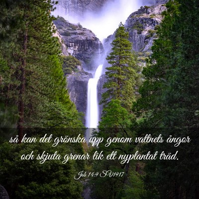 Picture 03 - Job 14:9 SV1917 - så kan det grönska upp genom vattnets ångor - Bible Verse Picture