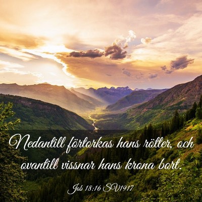 Picture 03 - Job 18:16 SV1917 - Nedantill förtorkas hans rötter, och ovantill - Bible Verse Picture