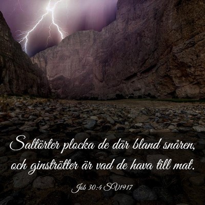 Picture 03 - Job 30:4 SV1917 - Saltörter plocka de där bland snåren, och - Bible Verse Picture