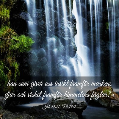 Picture 03 - Job 35:11 SV1917 - han som giver oss insikt framför markens djur - Bible Verse Picture