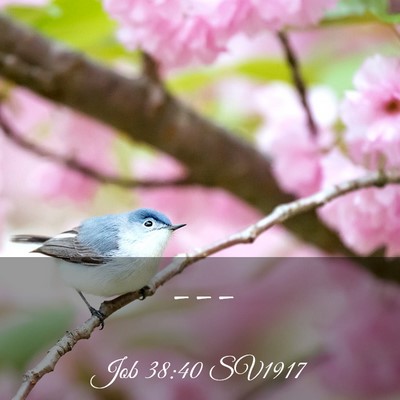 Picture 03 - Job 38:40 SV1917 -  - Bible Verse Picture