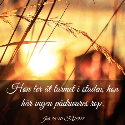 Picture 03 - Job 39:10 SV1917 - Hon ler åt larmet i staden, hon hör ingen - Bible Verse Picture