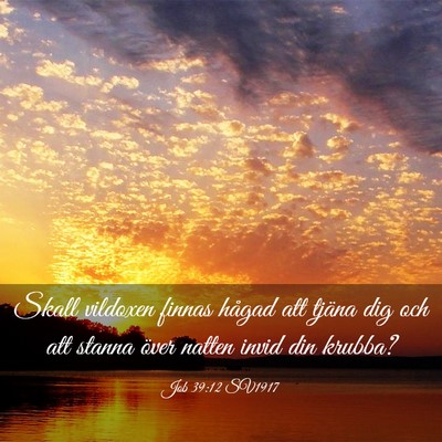 Picture 03 - Job 39:12 SV1917 - Skall vildoxen finnas hågad att tjäna dig och - Bible Verse Picture