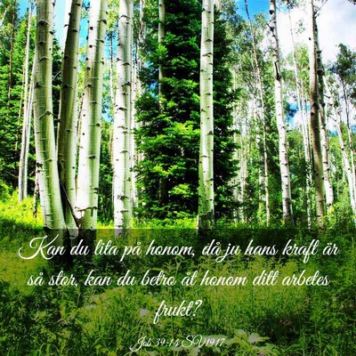 Picture 03 - Job 39:14 SV1917 - Kan du lita på honom, då ju hans kraft är så - Bible Verse Picture