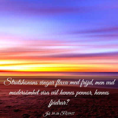 Picture 03 - Job 39:16 SV1917 - Strutshonans vingar flaxa med fröjd, men vad - Bible Verse Picture