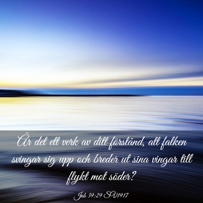 Picture 03 - Job 39:29 SV1917 - Är det ett verk av ditt förstånd, att falken - Bible Verse Picture