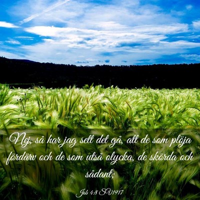 Picture 03 - Job 4:8 SV1917 - Nej, så har jag sett det gå, att de som plöja - Bible Verse Picture