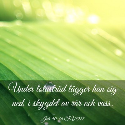 Picture 03 - Job 40:16 SV1917 - Under lotusträd lägger han sig ned, i skygdet - Bible Verse Picture