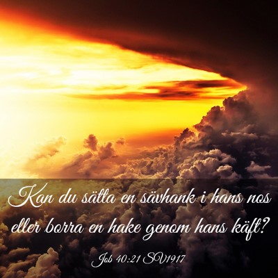 Picture 03 - Job 40:21 SV1917 - Kan du sätta en sävhank i hans nos eller borra - Bible Verse Picture