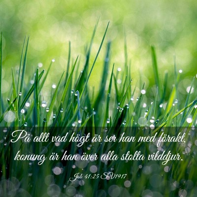 Picture 03 - Job 41:25 SV1917 - På allt vad högt är ser han med förakt, - Bible Verse Picture