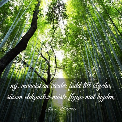 Picture 03 - Job 5:7 SV1917 - nej, människan varder född till olycka, såsom - Bible Verse Picture