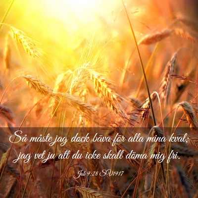 Picture 03 - Job 9:28 SV1917 - Så måste jag dock bäva för alla mina kval; - Bible Verse Picture
