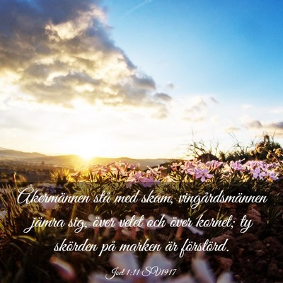 Picture 03 - Joel 1:11 SV1917 - Åkermännen stå med skam, vingårdsmännen - Bible Verse Picture