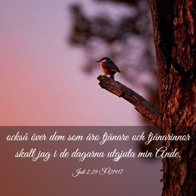 Picture 03 - Joel 2:29 SV1917 - också över dem som äro tjänare och - Bible Verse Picture