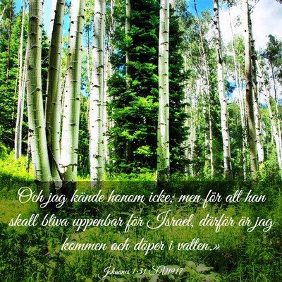Picture 03 - Johannes 1:31 SV1917 - Och jag kände honom icke; men för att han skall - Bible Verse Picture
