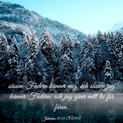 Picture 03 - Johannes 10:15 SV1917 - såsom Fadern känner mig, och såsom jag känner - Bible Verse Picture