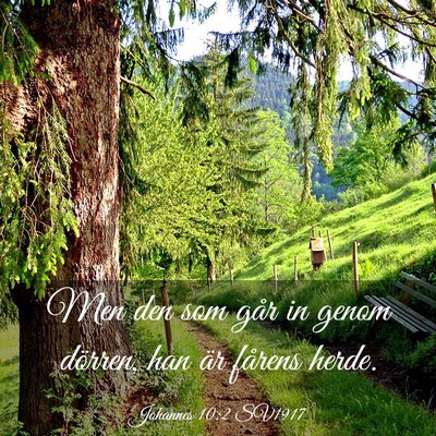 Picture 03 - Johannes 10:2 SV1917 - Men den som går in genom dörren, han är - Bible Verse Picture