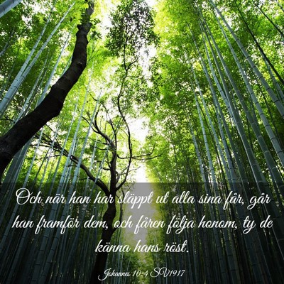 Picture 03 - Johannes 10:4 SV1917 - Och när han har släppt ut alla sina får, går - Bible Verse Picture