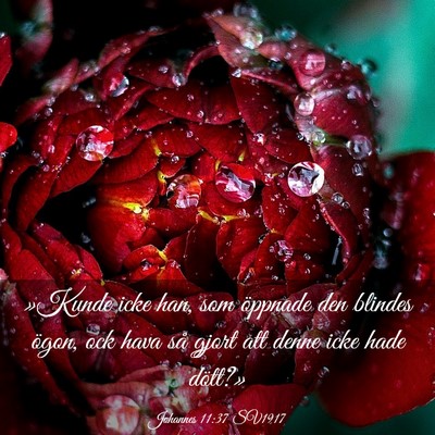 Picture 03 - Johannes 11:37 SV1917 - »Kunde icke han, som öppnade den blindes ögon, - Bible Verse Picture